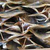 вяленая рыба:судак, вобла,окунь,лещ,щука в Челябинске