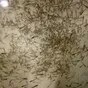 личинка щуки (подращенная) в Челябинске 2