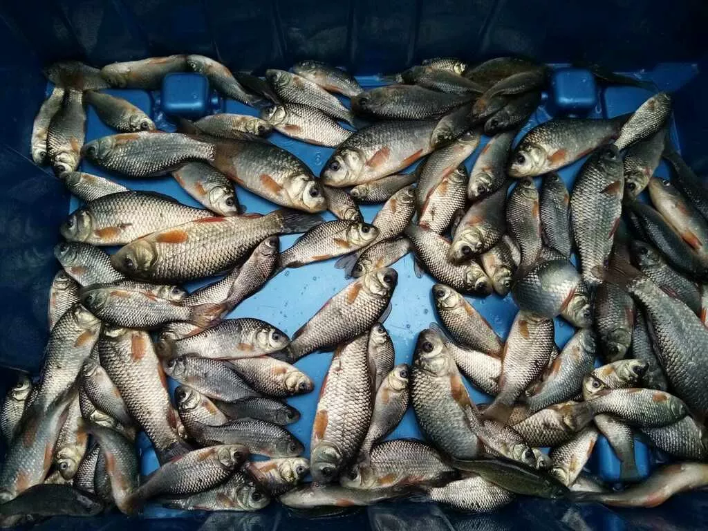 живая рыба зарыбление Судак карп амур в Челябинске